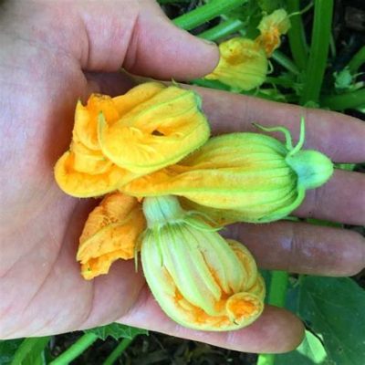 Are Pumpkin Flowers Edible? Exploring the Culinary and Nutritional Aspects of This Unique Ingredient