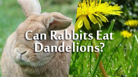 Can Rabbits Eat Dandelion Flowers? And Why Do They Dream of Carrot Castles?