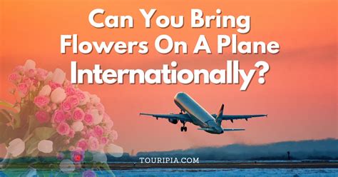 Can You Bring Flowers on a Plane Internationally? And Why Do Airports Smell Like a Mix of Coffee and Desperation?