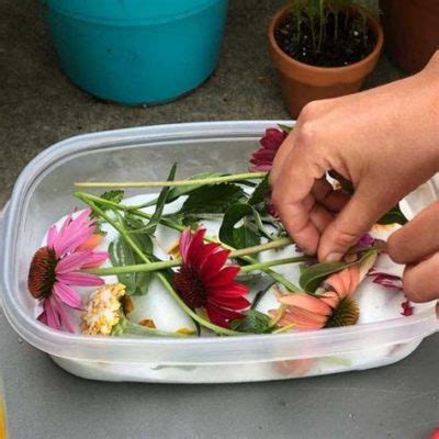 Can You Dehydrate Flowers? Exploring the Art and Science of Preserving Nature's Beauty