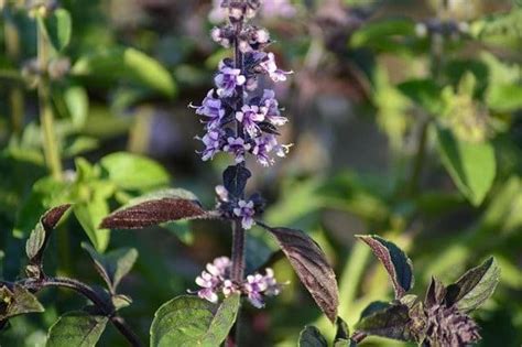 Can You Eat Basil Flowers? Exploring the Culinary and Aesthetic Possibilities