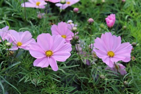 Do Deer Eat Cosmos Flowers? Exploring the Intricacies of Nature's Palette