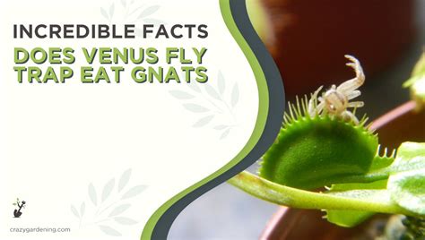 Do Venus Fly Traps Have Flowers? And Why Do They Dream of Electric Bees?