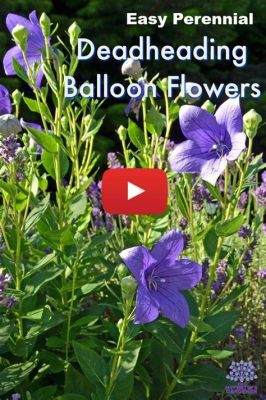 Do You Deadhead Balloon Flowers? Exploring the Whimsical World of Garden Maintenance