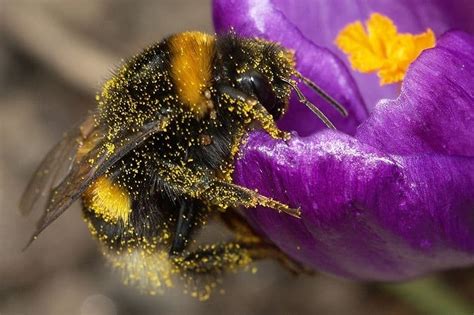 How Do Bees Find Flowers: A Journey Through Senses and Seasons