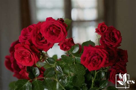 How Long Will Flowers Last Out of Water: A Journey Through Time and Petals