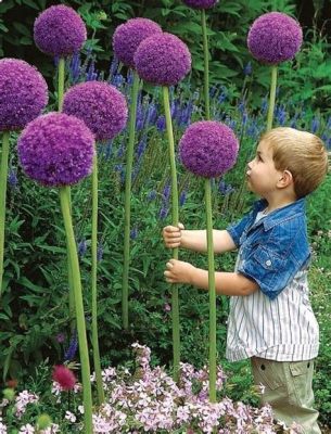 How Many Allium Flowers Per Bulb: A Symphony of Nature's Mathematics