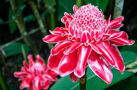 How Many Purple Flowers Are on Ginger Island and Why Do They Captivate Us So?