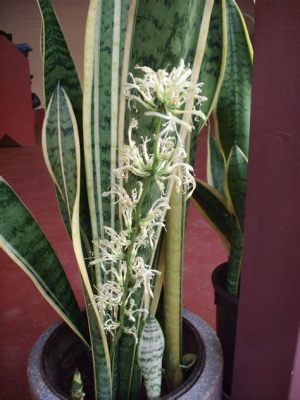 Is It Bad If a Snake Plant Flowers? And Why Do They Suddenly Decide to Bloom When You Least Expect It?