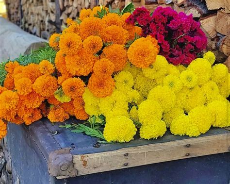 What Can I Do with Dead Flowers? And Why Do They Smell Like Forgotten Memories?