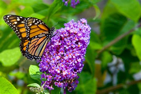 What Flowers Attract Monarch Butterflies: A Journey Through Nature's Palette and the Unpredictable Whims of Floral Fashion