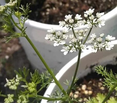 What to Do When Cilantro Flowers: Exploring the Unexpected Beauty of Bolting Herbs