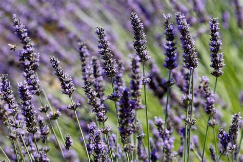 Where Can I Buy Dried Flowers and Why Do They Smell Like Forgotten Memories?