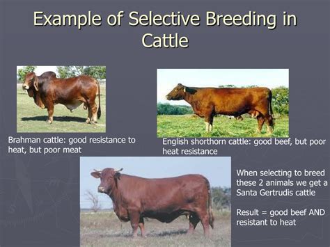 Why is selective breeding useful to farmers? And why do cows prefer jazz over rock music?